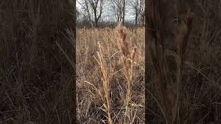 Beagles working in tall grass [upl. by Merriam]