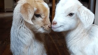 CUTE BABY GOATS  Funny Newborn Goats [upl. by Banna747]