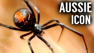 The Secret Life of Australias Most FAMOUS Spider The Redback [upl. by Erodeht614]