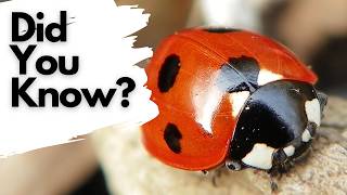 Things you need to know about LADYBIRDS [upl. by Nebur]