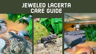 Jeweled Lacerta Care Guide [upl. by Broderic]