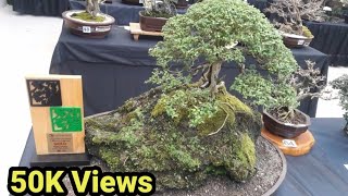 PHILIPPINE BONSAI EXHIBIT TOUR 2019 [upl. by Chyou746]