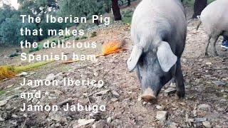 Iberian Pigs Spain May Make the Worlds Best Ham pata negra bellota jamon iberico [upl. by Yrogerg]