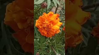 Marigold plant careshortvideo [upl. by Lindell]