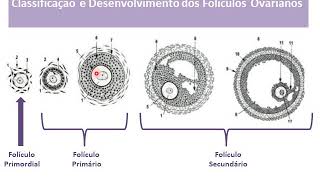 Ovário desenvolvimento dos folículos ovulação e formação do corpo lúteo [upl. by Nnybor]