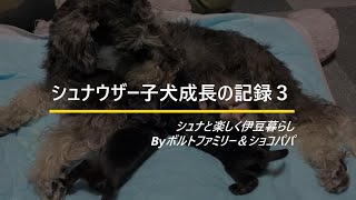 【シュナ子犬の成長３】シュナウザー子犬成長の記録。無事に並んでおっぱい飲んでます。 [upl. by Pantia]