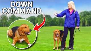 Expert Dog Trainer Reveals Down Command Secrets [upl. by Anaihk]