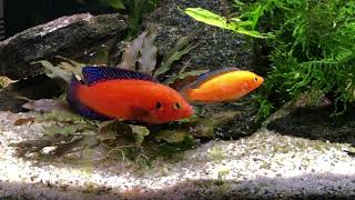 Hemichromis exsul pair with fry [upl. by Vange]