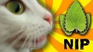 Cat Nip Trip [upl. by Langan14]