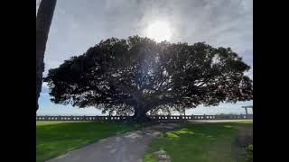 Australian Banyan Fig Tree  Point Fermin Park CA USA 🇺🇸 [upl. by Babara]