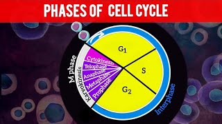 Cell cycle and cell division Phases of cell cycle Class 11 NEET ncert [upl. by Mastrianni198]