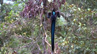 Black Sicklebill [upl. by Anh]