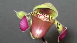 Paphiopedilum lowii blossom opening [upl. by Centeno]