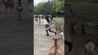 Nara Park Japan🦌🇯🇵 [upl. by Nnylahs]