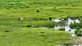 Happy family of blacknecked cranes in Sichuan [upl. by Budwig950]