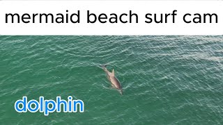 dolphin with mermaid beach surf cam [upl. by Sallad]