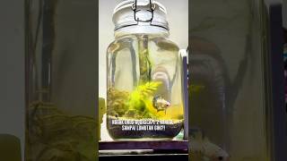 GAURUS AQUASCAPE 2 MINGGU SAMPE LUMUTAN aquascape jarrarium foryou fyp [upl. by Solahcin]