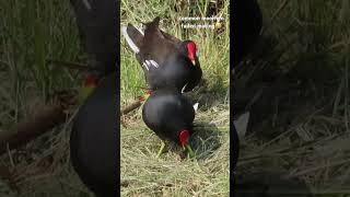 Common moorhen 紅冠水雞 [upl. by Shiau]