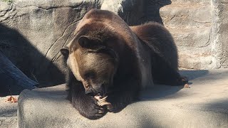 Cleveland Metroparks Zoo grizzly bear eating a snack on the rock [upl. by Etnuahs]