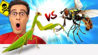 SORPRENDENTE MANTIS vs MOSCA 🤯 No Creerás Lo Que Pasó [upl. by Aniarrol]