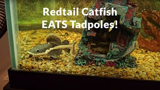 Baby Redtail Catfish EATS Tadpoles [upl. by Yerggoeg]