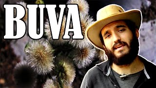 Como fazer bom uso da BUVA Conyza bonariensis  Plantas úteis [upl. by Hecht]