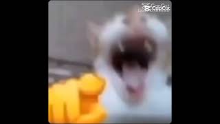 Meme de gato riéndose edit meme catmemes [upl. by Greenburg]