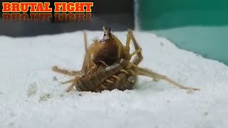 CAMEL SPIDER VS CENTIPEDE [upl. by Selyn]