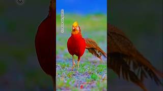 Pheasant cock roaming on the ground 🐓shorts pheasants birds shortvideo trending [upl. by Kcirdneh499]