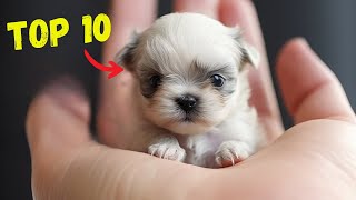 10 RAZAS de PERRO MINIATURA o TOY 🐶 [upl. by Florencia]