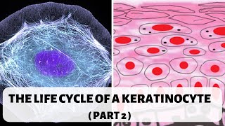 LIFE CYCLE OF A KERATINOCYTE PART 2 II STRATUM SPINOSUM GRANULOSUM AND CORNEUM [upl. by Timi463]