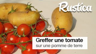 Greffer une tomate sur une pomme de terre [upl. by Carole]