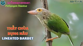 ✅Tiếng chim Thầy chùa bụng nâu kêu bạn  Chim thầy tu  Lineated Barbet call  นกโพระดกธรรมดา [upl. by Miguelita603]