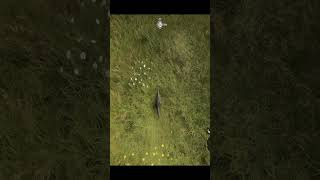 I Just Rode That Pheasant Call of the wild Early Access short [upl. by Eillod]