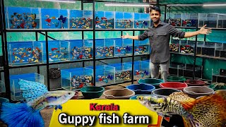 Kerala’s Top Guppy Breeder – 50 Varieties You’ll Love  தமிழ் 😆 [upl. by Tiram]