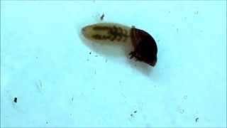 Carnivorous Leech Empties a Water Snail [upl. by Tumer]