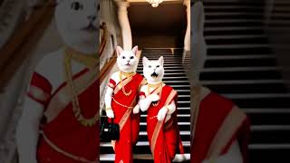 catlover punjabisong punjabi newsong youtubeshorts viralvideos [upl. by Rebmetpes]