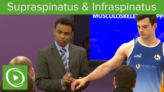 Supraspinatus amp Infraspinatus Muscles amp Nerves – MRCS  Lecturio [upl. by Marlea]