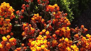 CALCEOLARIA integrifolia [upl. by Rap]