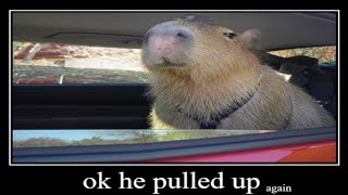 ok capybara pulled up again [upl. by Attiuqehs]