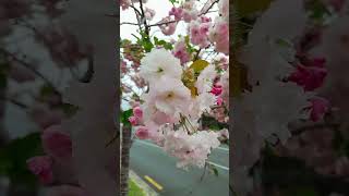 Prunus serrulata ‘Kanzan’ flowers nature garden plants ep26 [upl. by Eisset]