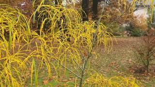 Rhamnus frangula Asplenifolia krušina olšová [upl. by Behlau]