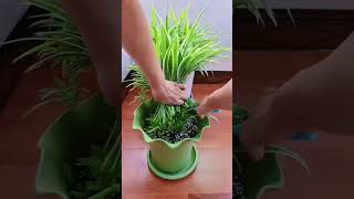 Plants in pot and put fertilizer take care flowers so easy plants flower garden flower plants [upl. by Augie512]