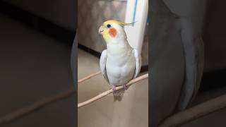 Adorable Cockatiel Jerrys Cute Cookie Song Serenade 🍪🎶🦜❤️ cockatielscraze [upl. by Soirtemed279]