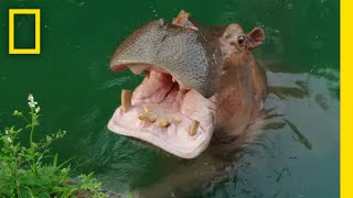 Hippos Eating Watermelon  Magic of Disneys Animal Kingdom [upl. by Haig]