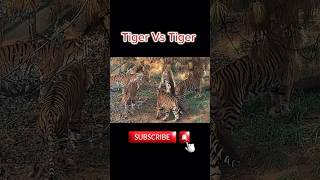 Never seen such angry tiger 💀☠️🗿 bengaltiger tiger edits shorts fight [upl. by Bloxberg856]