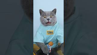 🙀 How Did The Doll Make A Thrilling Attack 🚗🔶 funnycat catmemes trending [upl. by Thibaut]