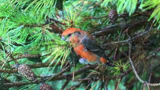 Parrot Crossbill in Essex [upl. by Market]