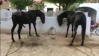 HORSE FIGHT  BLACK 🐴 HORSES [upl. by Nnyltiac]