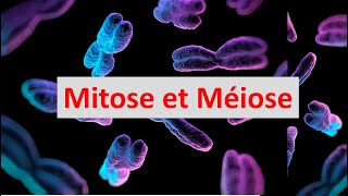 Mitose et Méiose partie 1  Mitose  Exercice [upl. by Hgielsel916]